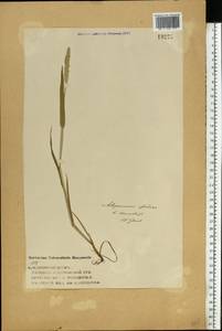 Alopecurus aequalis Sobol., Eastern Europe, Volga-Kama region (E7) (Russia)