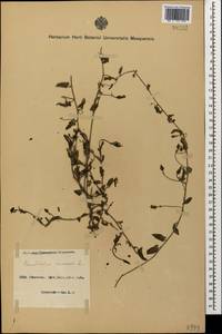 Convolvulus arvensis L., Caucasus, Azerbaijan (K6) (Azerbaijan)