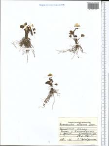 Ranunculus altaicus Laxm., Middle Asia, Northern & Central Tian Shan (M4) (Kazakhstan)