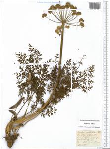 Apiaceae, Siberia, Chukotka & Kamchatka (S7) (Russia)