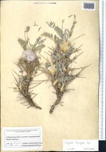 Astragalus lasiostylus F.G.L. Fischer, Middle Asia, Pamir & Pamiro-Alai (M2) (Uzbekistan)