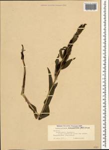 Cephalanthera damasonium (Mill.) Druce, Caucasus, Armenia (K5) (Armenia)