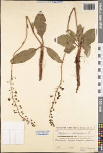 Verbascum phoeniceum L., Eastern Europe, North Ukrainian region (E11) (Ukraine)