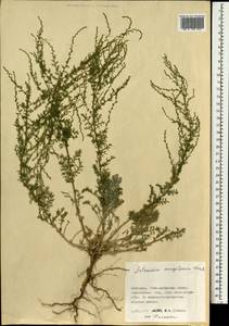 Artemisia mongolorum Krasch., Mongolia (MONG) (Mongolia)