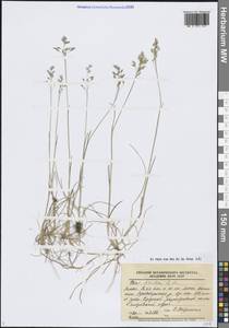 Poa arctica R.Br., Siberia, Western Siberia (S1) (Russia)