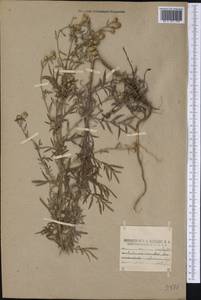 Centaurea stoebe subsp. stoebe, America (AMER) (United States)