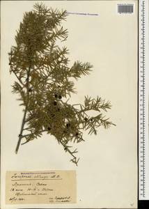 Juniperus communis var. saxatilis Pall., Caucasus, Armenia (K5) (Armenia)