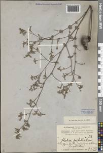 Limonium reniforme (Girard) Lincz., Middle Asia, Pamir & Pamiro-Alai (M2)