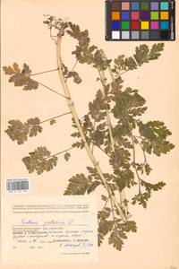 Tanacetum parthenium (L.) Sch. Bip., Eastern Europe, Western region (E3) (Russia)