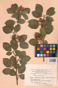 Fagus sylvatica L., Eastern Europe, West Ukrainian region (E13) (Ukraine)