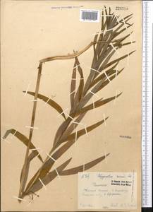 Polygonatum roseum (Ledeb.) Kunth, Middle Asia, Western Tian Shan & Karatau (M3) (Uzbekistan)