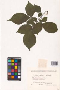 Ulmus glabra Huds., Eastern Europe, Middle Volga region (E8) (Russia)