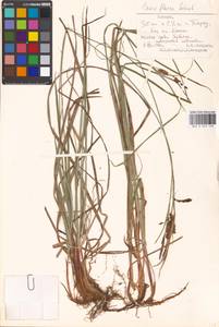 Carex flacca Schreb., Eastern Europe, Estonia (E2c) (Estonia)
