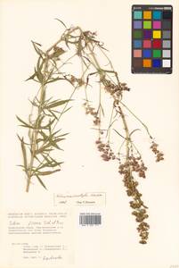 Silene macrostyla Maxim., Siberia, Russian Far East (S6) (Russia)