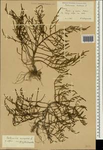 Salicornia europaea (Moss) Lambinon & Vanderp., Crimea (KRYM) (Russia)