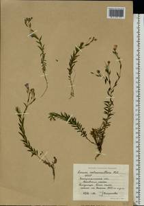 Linum perenne subsp. extraaxillare (Kit.) Nyman, Eastern Europe, West Ukrainian region (E13) (Ukraine)