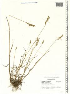 Bromus hordeaceus L., Crimea (KRYM) (Russia)