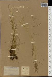 Poa trivialis L., Eastern Europe, South Ukrainian region (E12) (Ukraine)