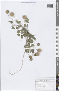 Trifolium fragiferum L., Eastern Europe, Middle Volga region (E8) (Russia)