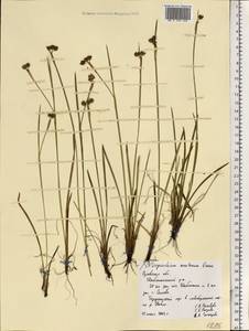 Sisyrinchium montanum Greene, Eastern Europe, Central forest-and-steppe region (E6) (Russia)