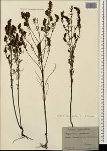 Odontites luteus (L.) Clairv., Caucasus, Stavropol Krai, Karachay-Cherkessia & Kabardino-Balkaria (K1b) (Russia)