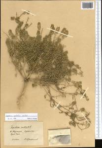 Lepidium apetalum Willd., Middle Asia, Pamir & Pamiro-Alai (M2) (Kyrgyzstan)