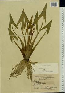 Sagittaria sagittifolia L., Eastern Europe, Central region (E4) (Russia)