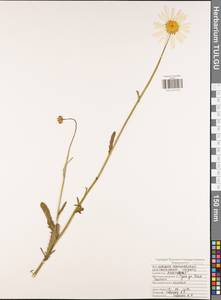 Leucanthemum vulgare Lam., Eastern Europe, Central region (E4) (Russia)
