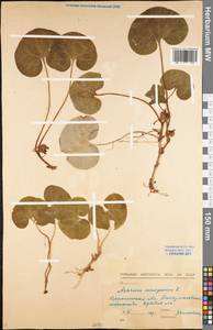 Asarum europaeum L., Eastern Europe, Central forest-and-steppe region (E6) (Russia)