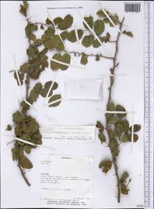 Celtis iguanaea (Jacq.) Sarg., America (AMER) (Paraguay)