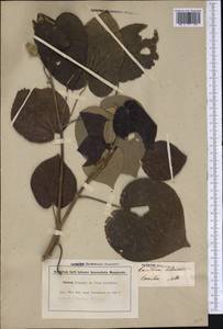 Talipariti tiliaceum (L.) Fryxell, America (AMER) (Brazil)