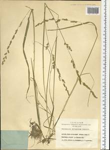 Beckmannia syzigachne (Steud.) Fernald, Siberia, Altai & Sayany Mountains (S2) (Russia)