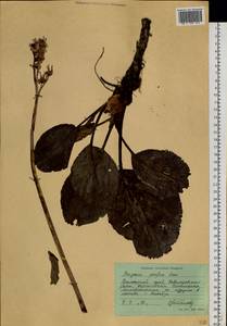 Bergenia crassifolia (L.) Fritsch, Siberia, Russian Far East (S6) (Russia)