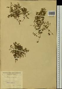 Mesostemma dichotomum (L.) Arabi, Rabeler & Zarre, Siberia, Baikal & Transbaikal region (S4) (Russia)