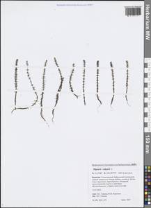 Hippuris vulgaris L., Siberia, Baikal & Transbaikal region (S4) (Russia)