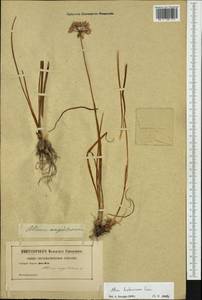 Allium lusitanicum Lam., Western Europe (EUR) (Not classified)