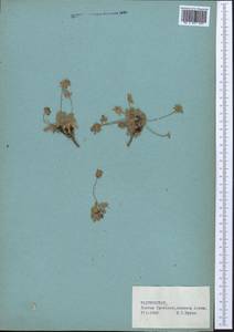 Oxytropis, Middle Asia, Pamir & Pamiro-Alai (M2) (Tajikistan)