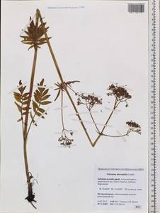 Valeriana officinalis L., Siberia, Baikal & Transbaikal region (S4) (Russia)