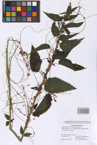 Cuscuta europaea L., Eastern Europe, Central region (E4) (Russia)