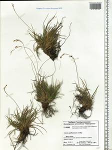 Carex pediformis C.A.Mey., Siberia, Central Siberia (S3) (Russia)