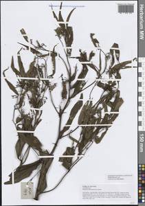 Disporum cantoniense (Lour.) Merr., South Asia, South Asia (Asia outside ex-Soviet states and Mongolia) (ASIA) (Vietnam)