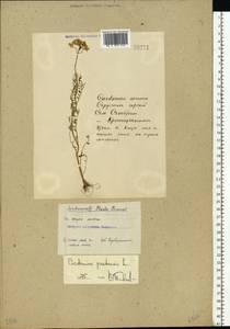 Cardamine pratensis L., Eastern Europe (no precise locality) (E0) (Russia)