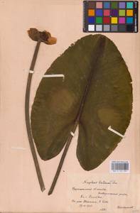 Nuphar lutea (L.) Sm., Eastern Europe, Central forest-and-steppe region (E6) (Russia)