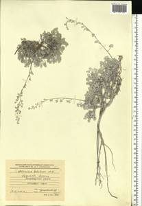 Artemisia hololeuca M. Bieb. ex Besser, Eastern Europe, North Ukrainian region (E11) (Ukraine)