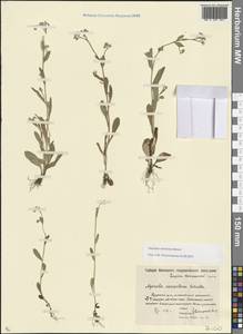 Myosotis nemorosa Besser, Eastern Europe, Moscow region (E4a) (Russia)