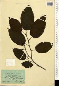 Alnus subcordata C.A.Mey., Caucasus, Azerbaijan (K6) (Azerbaijan)