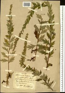 Artemisia stolonifera (Maxim.) Kom., Siberia, Russian Far East (S6) (Russia)
