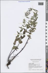 Nepeta nuda subsp. nuda, Eastern Europe, Central forest-and-steppe region (E6) (Russia)