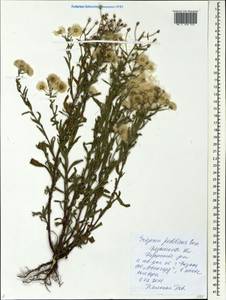 Erigeron podolicus Besser, Eastern Europe, Central region (E4) (Russia)