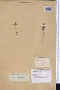 Lallemantia royleana (Benth.) Benth., Middle Asia, Caspian Ustyurt & Northern Aralia (M8) (Kazakhstan)